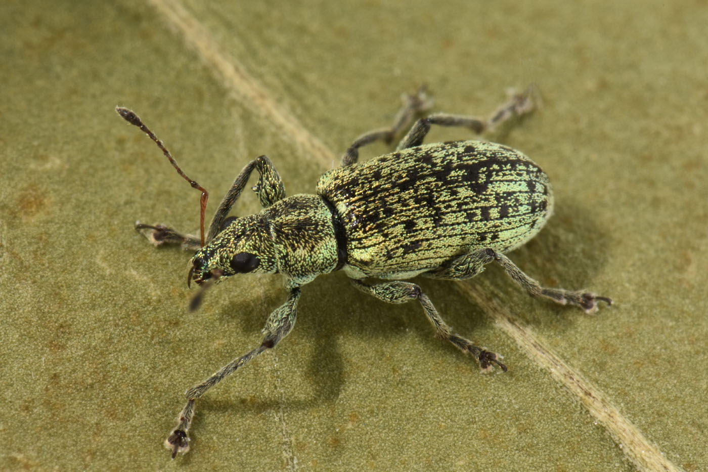 Curculionidae: Polydrusus cervinus?